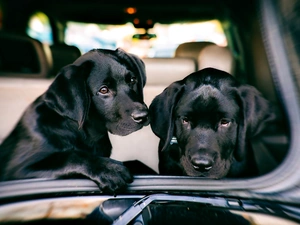 Labrador Retriever, Automobile, Black, Dogs, Two cars