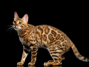 background, Bengal Cat, Black