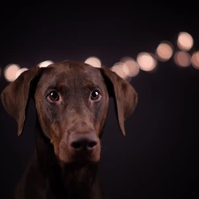 Black, background, Doberman, light, dog