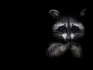 Black, background, Head, feet, raccoon