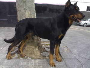Black, Beauceron