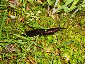 Big, snail, grass, Black