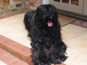 Black, Briard