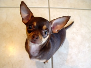black, Chihuahua