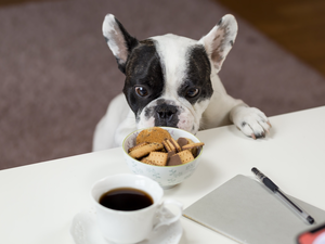 Cookies, coffee, dog, French Bulldog, White and Black