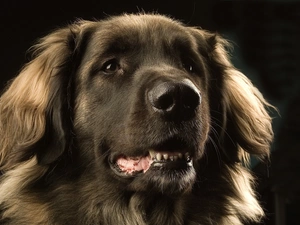 dog, long, hair, black