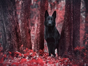 Black, dog