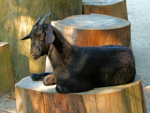 flip-flap, small, Black