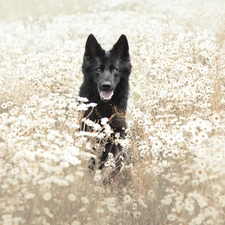 dog, Meadow, Flowers, Black German Shepherd Dog