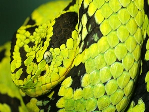 green, Snake, scales, Black