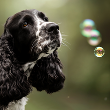 black and white, English Cocker Spaniel, interesting eyes, dog