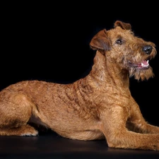 Irish Terrier, black background