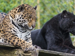 Jaguar, Panther, zoo, black