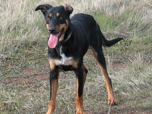 Kelpie, tan, coat, Black