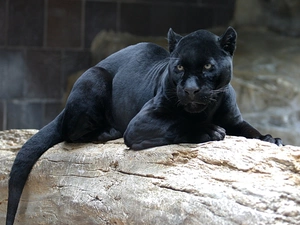 black, Panther