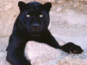 black, Panther