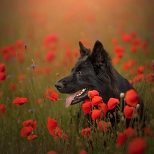 dog, Flowers, papavers, Black German Shepherd Dog