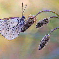 plant, butterfly, Black-veined White