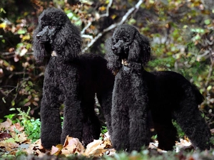 Poodles, Two cars, Black