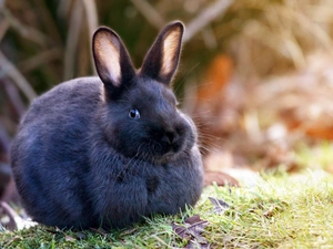Black, Rabbit