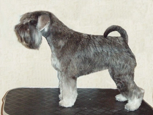 coat, miniature Schnauzer, black and silver