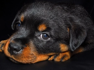 small, puppie, Rottweiler, Black
