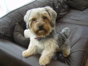 Sofa, Yorkshire Terrier, black