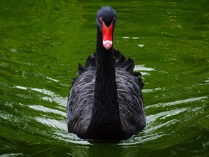 Black, Swans
