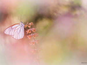 plant, Black-veined White, butterfly