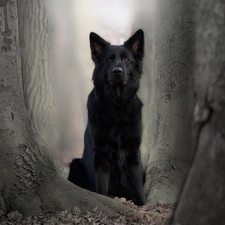 dog, trees, viewes, Black German Shepherd Dog