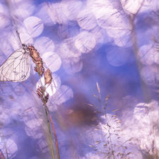 butterfly, blades, grass, Black-veined White