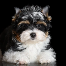 Yorkshire Terrier, Puppy, black and white