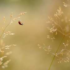 blades, ladybird, grass