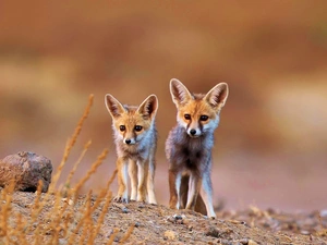 blades, Fenki, Stone