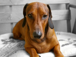 Blanket, dachshund, Bench