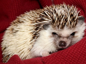 Blanket, hedgehog, Red