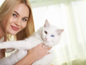 cat, Turkish Angora, Blonde, White, Women