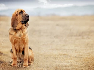 Bloodhound, dog