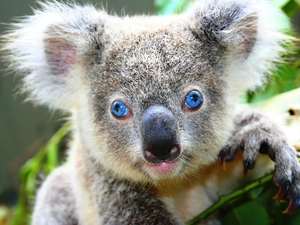 Eyes, twig, Koala, Blue, teddy bear
