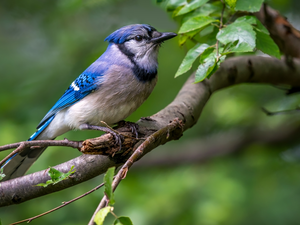 twig, Leaf, Bird, Blue jay, blue