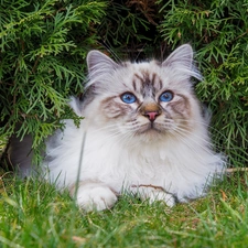 grass, green, Ragdoll, Blue Eyed, cat