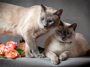 cats, Eyes, roses, Blue