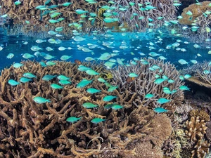 cay, fish, Corals, Blue