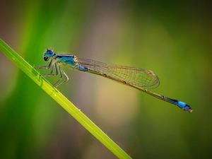 dragon-fly, leaf, Blue