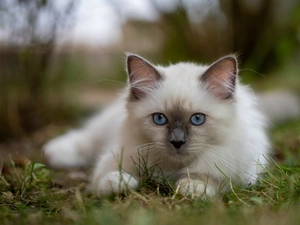 White, blue, Eyes, Burmese Cat