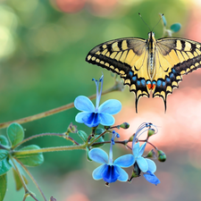 butterfly, Blue, Flowers, Oct Queen