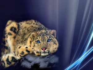 Leopards, Eyes, graphics, Blue