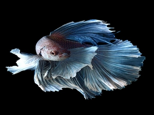 blue, fighter, siamese