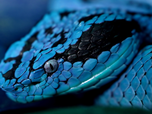 blue, Snake