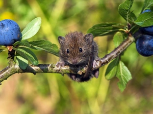 blueberries, mouse, twig